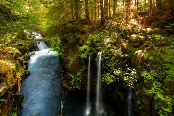 5 Forests in Oregon to Visit This Summer